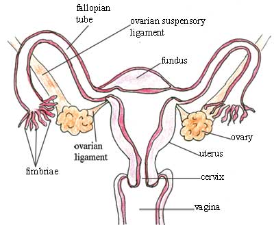 Reproductive anatomy and physiology essay