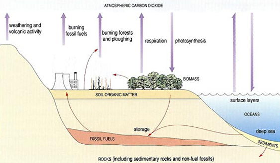 The complete carbon cycle. Note the carbon dioxide inputs to the atmosphere from human activities.