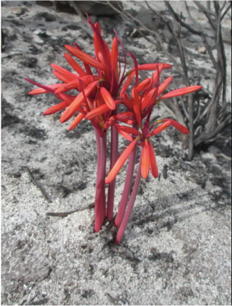 A photo of a plant with bright red flowers that contrast against a blackened background that has been recently burnt and contains no vegetation.