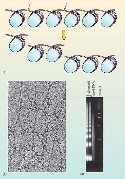 the histone fold and formation of the