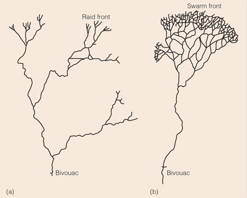 Figure 4 (a) Army ant column raid, (b) Swarm raid