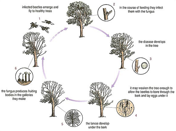 Diagram showing the life cycle of the fungus Ceratocystis ulmi, the cause of Dutch elm disease, and its connection with the elm bark beetles, Scolytus scolytus.