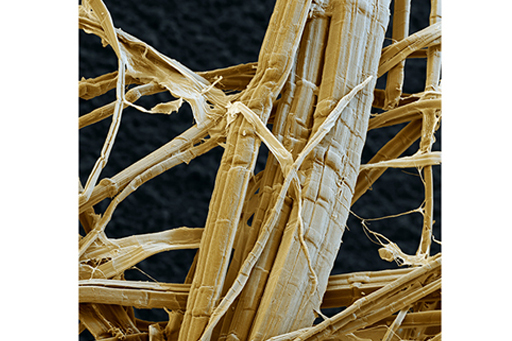 A microscopic image of Cellulose fibres in hemp.