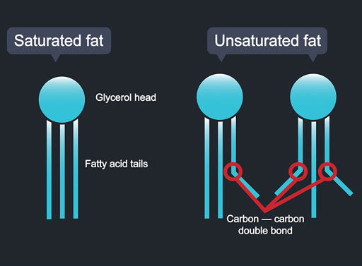 Diagrammatic representation of fat molecules with ‘heads’ and ‘tails’