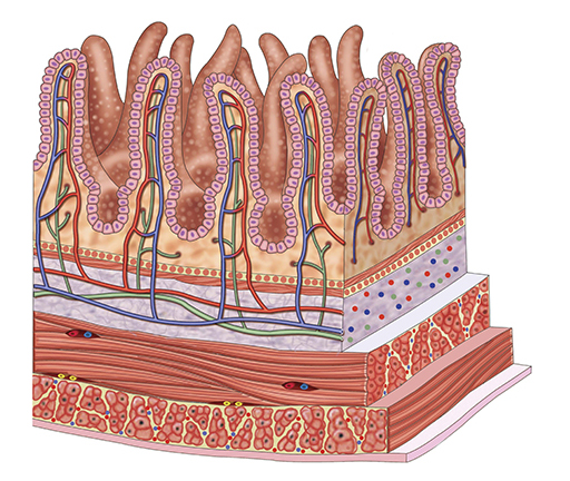An illustration of the walls of the small intestine showing the villi.