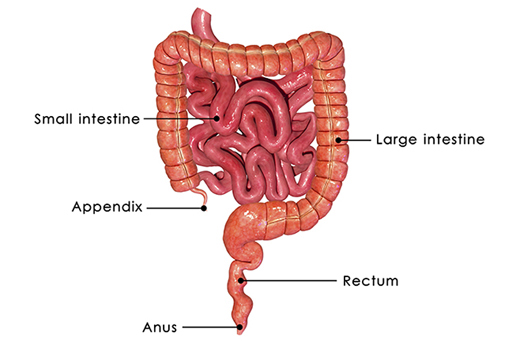 Image is of the organs labelled: small intestine, appendix, large intestine, rectum and anus.