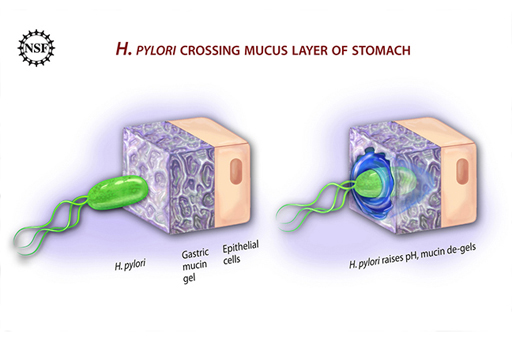 A two-step diagram of the Helicobacter pylori bacterium burrowing through the mucus lining of the stomach.