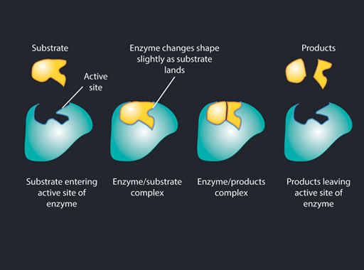 Diagram is of digestive enzyme. It shows four stages.