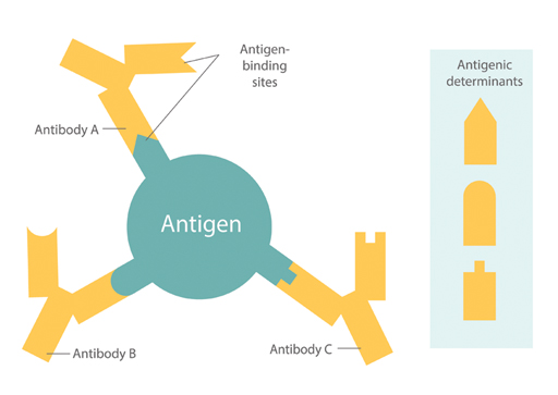 Diagram of an antigen.