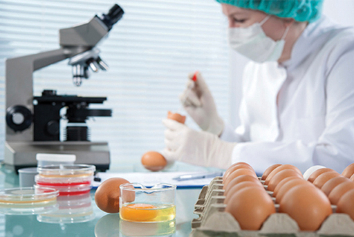 Image is of eggs being tested in a laboratory environment.
