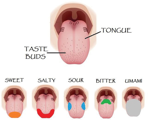 Taste receptors on the tongue