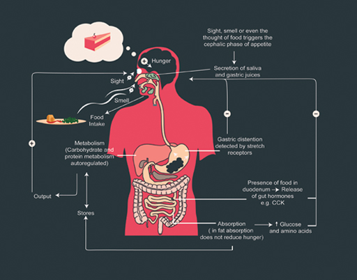 An infographic of the physiological factors controlling hunger and food