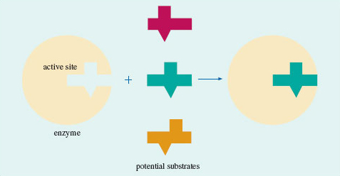 This diagram shows a model for enzyme action.