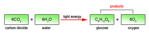 Chemical equation for photosynthesis