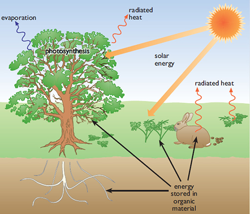 The bioenergy cycle on a local scale