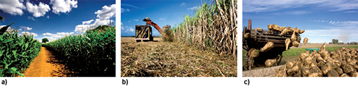 Starch/sugar crops: (a) sugar cane, (b) maize harvesting, (c) sugar beet