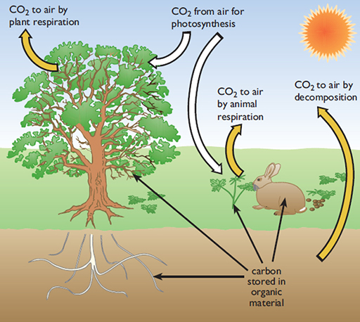 The carbon cycle on a local scale