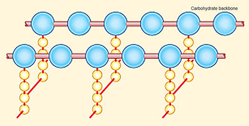 A diagram of the structure and arrangement of peptidoglycan chains in the bacterial cell wall.