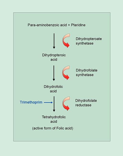 An image of the folic acid pathway.