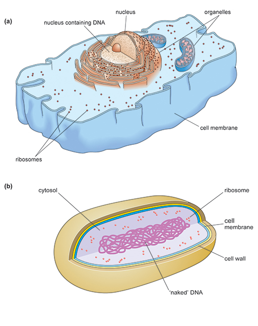 A simplified 3D diagram of a eukaryotic animal cell.