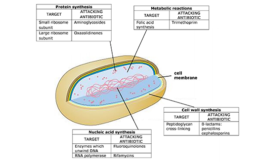 A simplified 3D diagram of a prokaryotic bacterial cells as described in Figure 1 part (b).