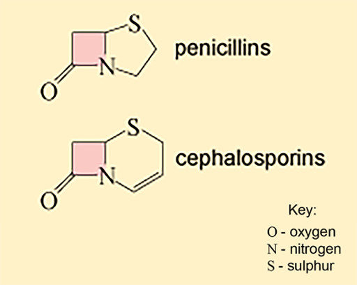 An image of the core ring structures of penicillins (top) and cephalosporins (bottom).