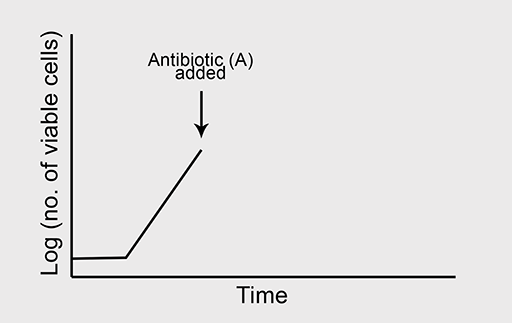 A representation of the growth of a bacterium in the absence of antibiotic A.