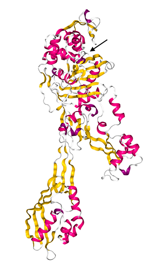 A picture of the protein structure of PBP2a.
