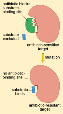 Schematic diagram of how structural changes in a target enzyme can lead to antibiotic resistance.
