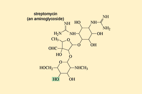 An image of the structure of streptomycin, an aminoglycoside.