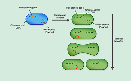 A schematic representation of the differences between horizontal and vertical gene transmission.