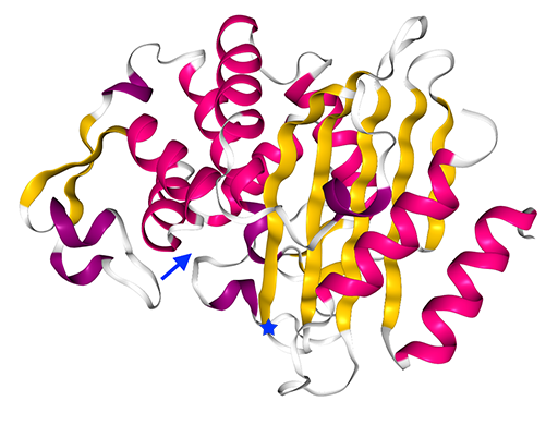 A picture of the protein structure of a CTX-M-type ESBL.