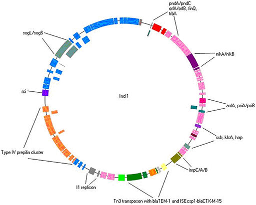 A schematic representation of a CTX-M plasmid from E.coli.