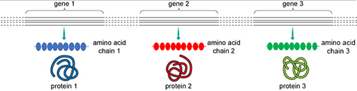 A schematic diagram of three genes 1, 2 and 3, at different locations within the genome.