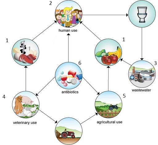 Main antibiotic routes into the soil and waterways.