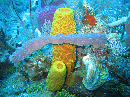 A photo of marine sponges in the Caribbean Sea.