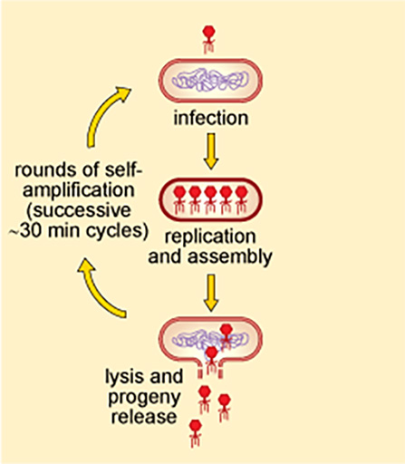 A schematic diagram shows the steps of a single lytic cycle of a bacteriophage.