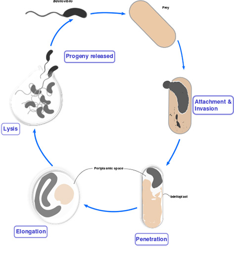 A schematic of the life cycle of Bdellovibrio bacteriovorus.