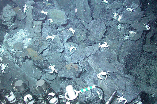 An image displaying life near a deep-ocean hot water vent.