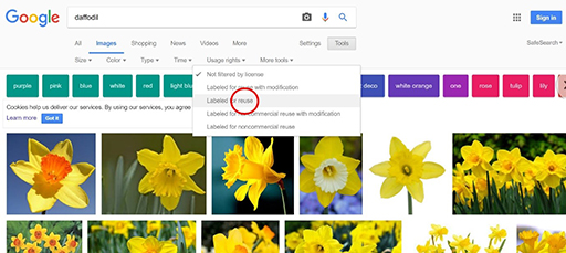 A screenshot of the results of a Google Image Search on the term ‘daffodil’.
