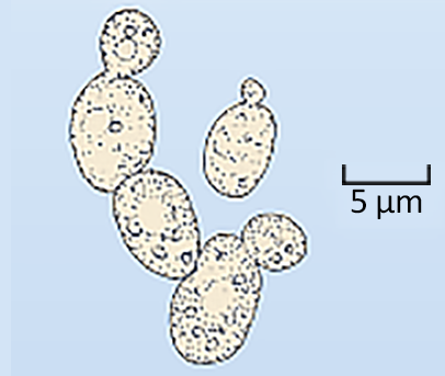 An image of a budding yeast cell-shaped fungus.