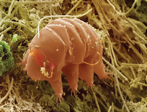 A coloured photograph of a tardigrade or water bear.