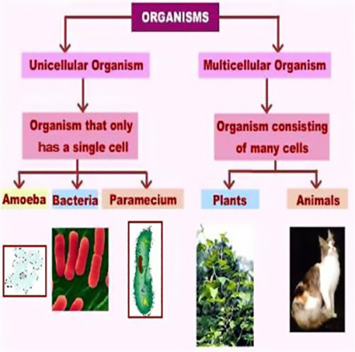 An image of a flow chart showing comparison of unicellular and multicellular organisms.
