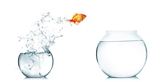 Image of a goldfish jumping between two fish bowls.
