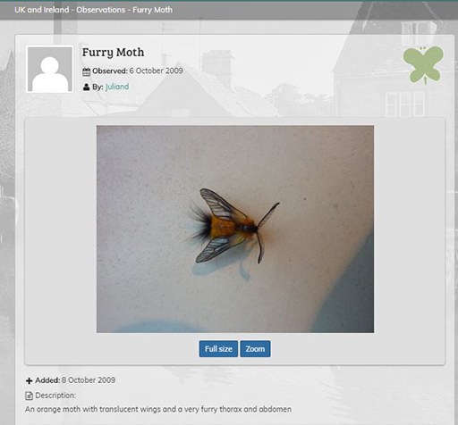 Picture of a moth on a search engine