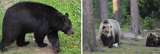 Picture of two bears. First is a Black bear, second is a Broen bear