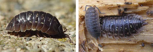 Two pictures of two diferent species of Woodlice