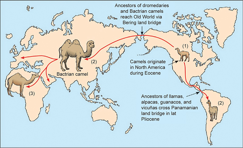 Altas image showing the evoltion of the camel