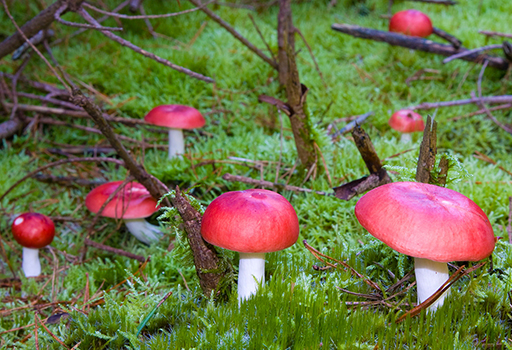 A bright-red species of Russula fungus