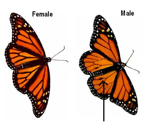 Picture of Female and Male Butterflies